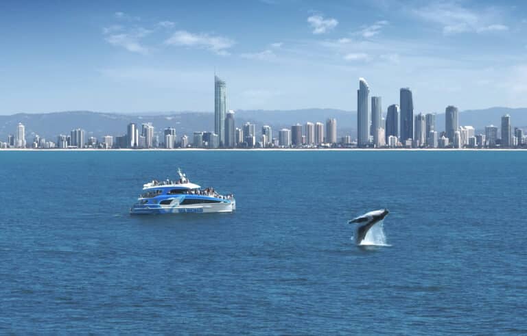 Whale watching boat on ocean as whale breaches. Surfers Paradise skyline in background.